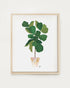 House Plant Series Art Prints our heiday