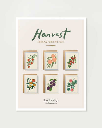 Harvest Assorted Box Set - Spring/Summer